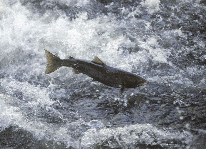 Fichier:Photo saumon atlantique onema.jpg