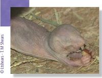 Le rat-taupe.jpg