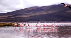 La laguna colorada, Bolivie.jpg