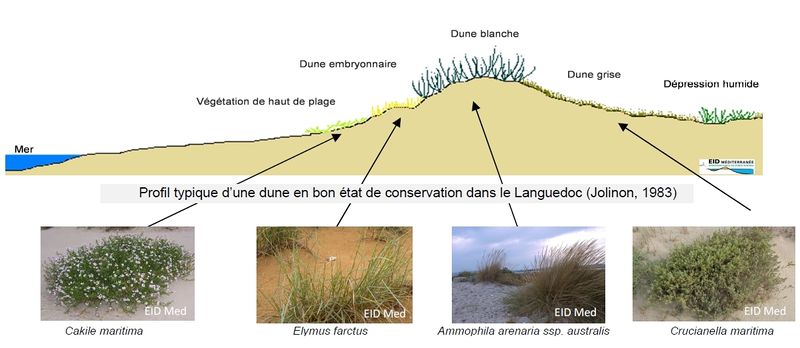 Fichier:Profil de dune.jpg