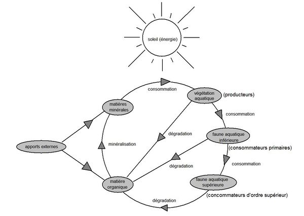 Schéma de principe du cycle trophique.